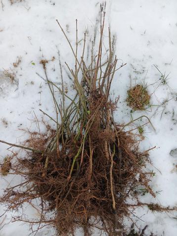 Gratis boompjes: zaailingen notelaar