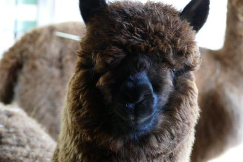 Alpaca dekhengst te koop, Animaux & Accessoires, Moutons, Chèvres & Cochons, Mâle, 0 à 2 ans