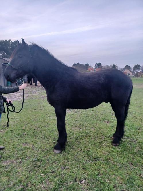 paarden, Dieren en Toebehoren, Paarden, Hengst, Niet van toepassing, 165 tot 170 cm, 0 tot 2 jaar, Met stamboom, Gechipt, Ontwormd