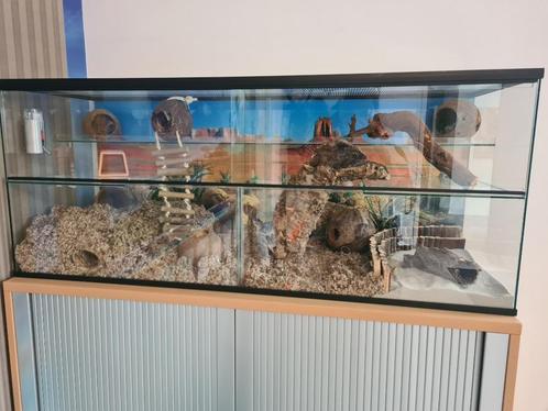 Knaagdieren Terrarium - Met een uitneembaar tussenschot van, Animaux & Accessoires, Rongeurs & Lapins | Cages & Clapiers, Neuf