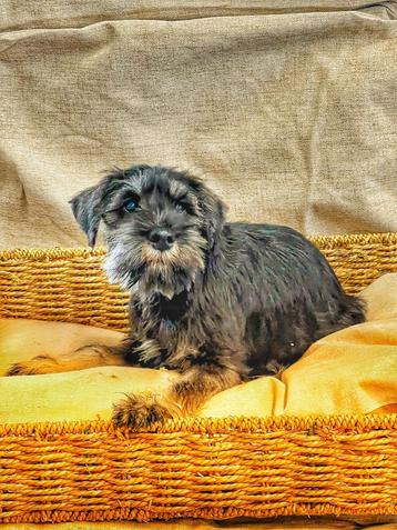 chiots schnauzer miniatures à vendre 