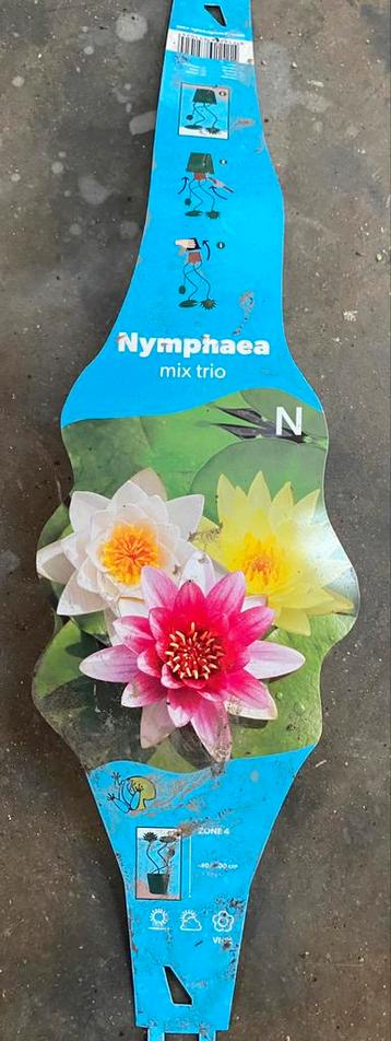 Trio Water Lily Nymphaea Mix