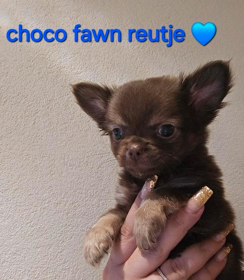 Prachtige chihuahua pups lang en kortharige, Animaux & Accessoires, Chiens | Chihuahuas & Chiens de compagnie, Plusieurs animaux