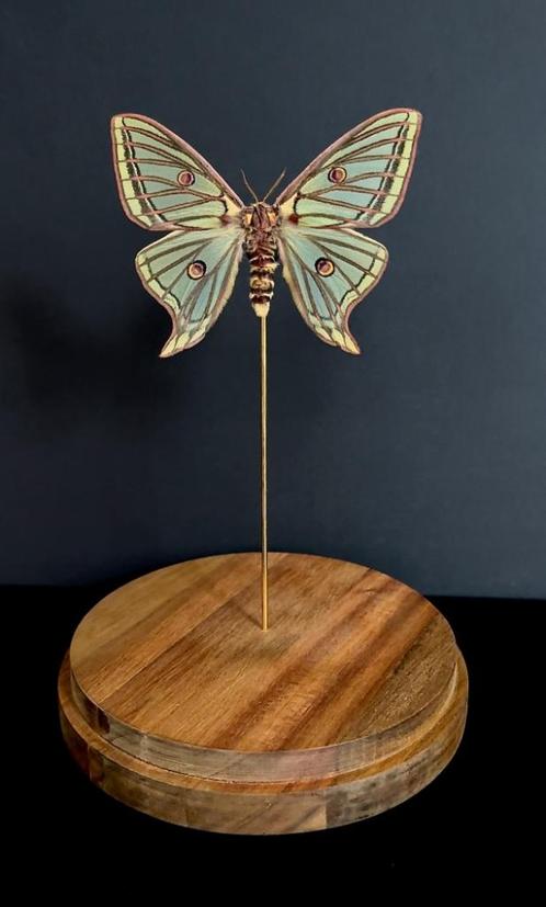 Rare Papilio Graellsia isabellae Femelle d'Espagne Globe, Collections, Collections Animaux, Neuf, Animal empaillé, Insecte, Enlèvement ou Envoi