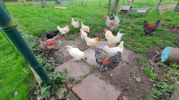 8 kippen en 1 haan gratis op te halen