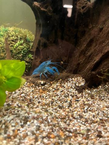 Blauwe Florida kreeft