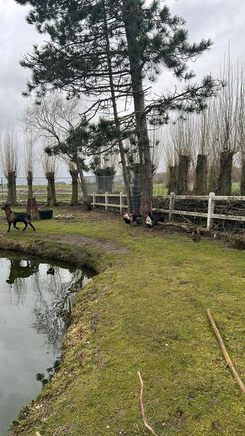 Mooie brave hanen wegens overtal