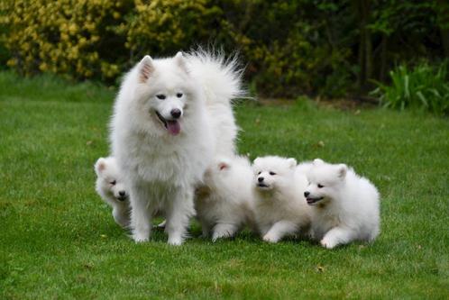 Samojeed pups te koop - Vader en moeder aanwezig, Dieren en Toebehoren, Honden | Poolhonden, Keeshonden en Oertypen, Meerdere dieren
