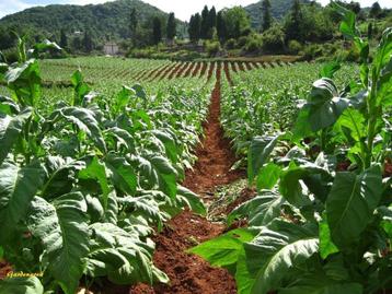 graines de plante de tabac Nicotiana tabacum