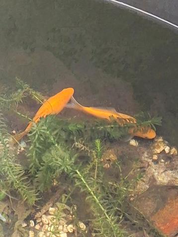 Twee goudvissen - gratis op te halen wegens verhuis
