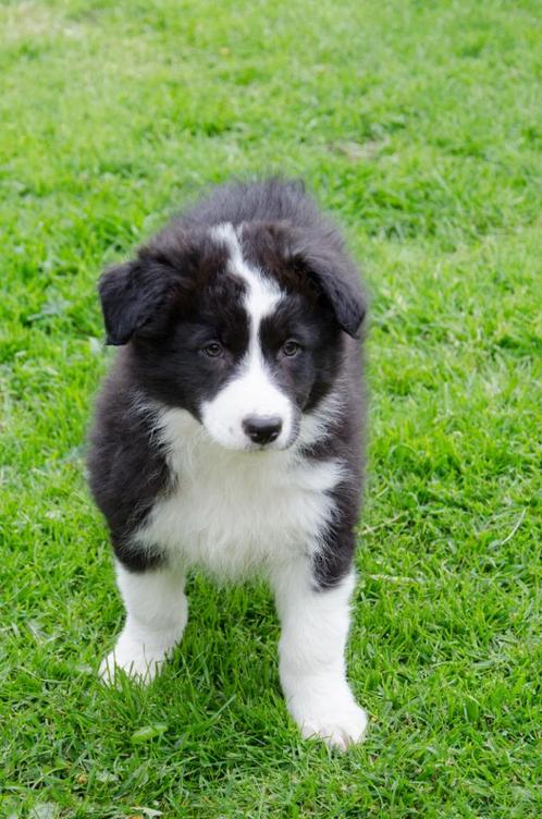 zwarte witte Australische herder pups (geboren op boerderij), Animaux & Accessoires, Chiens | Bergers & Bouviers, Chien (mâle)