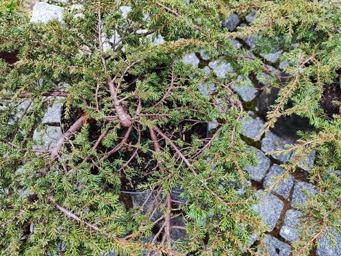 bonsai startplant juniperus communis, Jardin & Terrasse, Plantes | Arbres, Autres espèces, Moins de 100 cm, En pot, Enlèvement