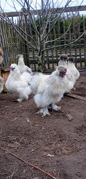 2 zijdehoen haantjes