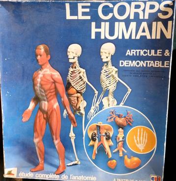 Het menselijk lichaam - wetenschap en spel 