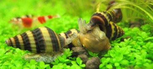 Escargots Anentome Helena (vers + fig.), Animaux & Accessoires, Poissons | Poissons d'aquarium, Poisson d'eau douce, Escargot ou Mollusque