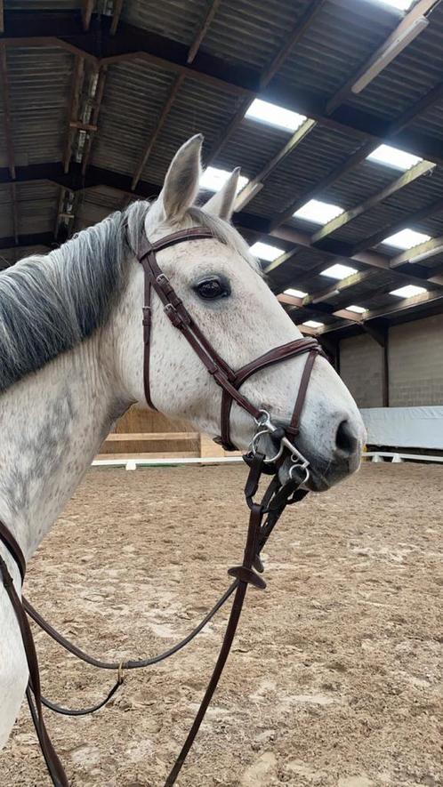 Springmerrie of eventuele fokmerrie te koop, Dieren en Toebehoren, Paarden, Merrie, Niet van toepassing, 160 tot 165 cm, 11 jaar of ouder