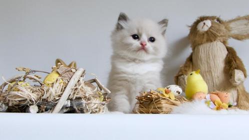 Ragdoll kitten Blue Bicolor uit super lijnen, super lief !!, Dieren en Toebehoren, Katten en Kittens | Raskatten | Langhaar, Kater