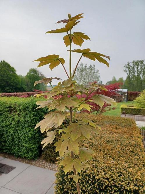 Érable 170 cm, Jardin & Terrasse, Plantes | Arbres, 100 à 250 cm, Enlèvement
