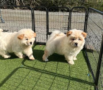 Mooie chow chow pups