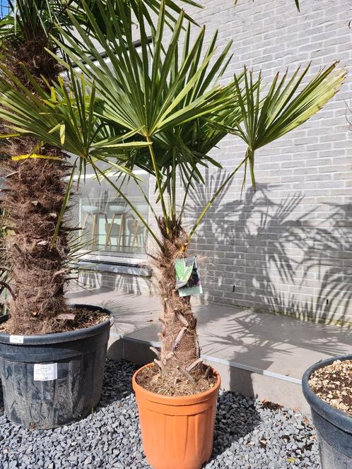 Winterharde palmbomen - Trachycarpus Fortunei, Tuin en Terras, Planten | Bomen, Halfschaduw, Ophalen