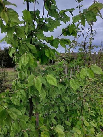 Grandes plantes de haie en hêtre, hêtre rouge et charme