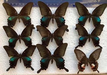 9 grote vlinders A-, 50 € samen