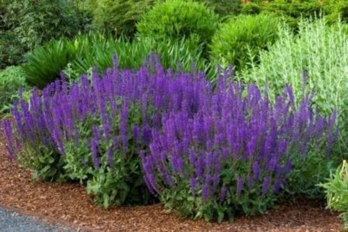Salvia Carradonna, Jardin & Terrasse, Plantes | Jardin, Plante fixe, Enlèvement