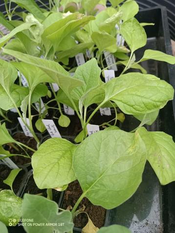  plants d'aubergines dans 10 types d'aubergines