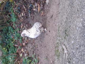 Gratis grubbe en antwerpse baardkrielen