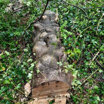 Stam hout hulst Boomstam - Ilex aquifolium