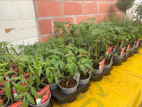 Tomatenplanten verschillende soorten, Jardin & Terrasse, Plantes | Jardin, Été, Enlèvement ou Envoi