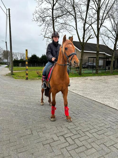 Cruzado ruin, Dieren en Toebehoren, Paarden, Ruin