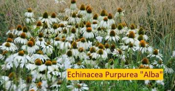 Echinacea purpurea "Alba", de witte zonnehoed.