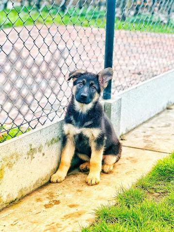 Belgische Duitse herder pups te koop 