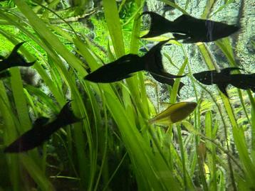 Black Molly sluierstaart