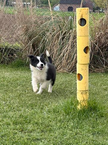 Border collie pups met stamboom