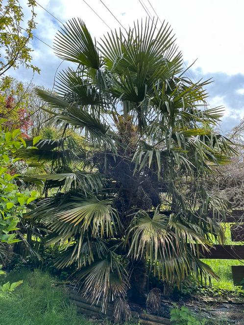 7 palmbomen te koop - zelf uit te doen!, Tuin en Terras, Planten | Bomen, Palmboom, 250 tot 400 cm, Ophalen of Verzenden