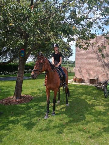 Weidemaatje zoekt een warme thuis!