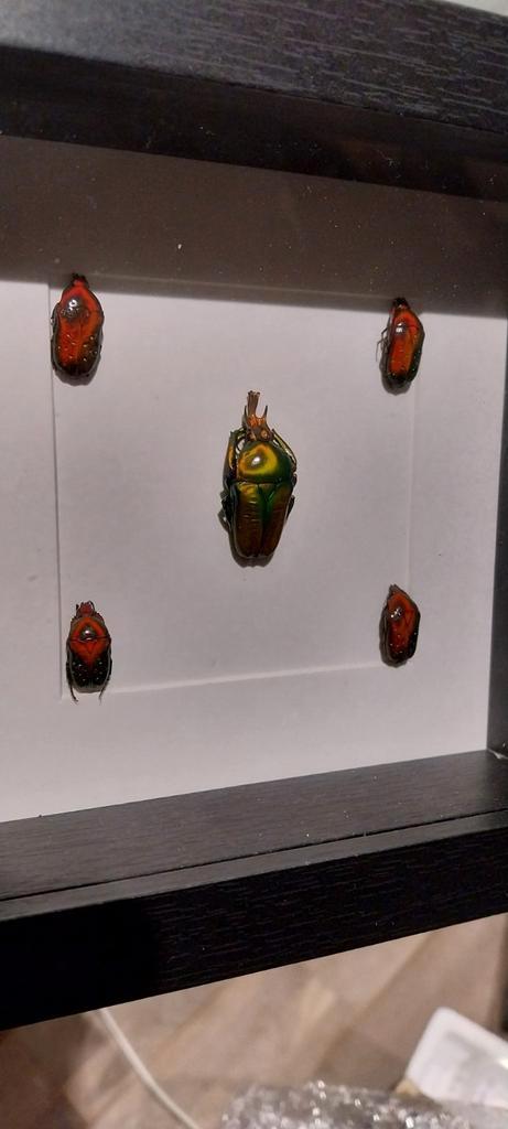 Cadre divers coléoptères, Collections, Collections Animaux, Neuf, Autres types, Insecte, Enlèvement ou Envoi