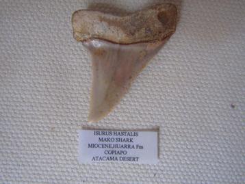 Sublime dent d'Isurus Hastalis (requin), Miocène Huarra