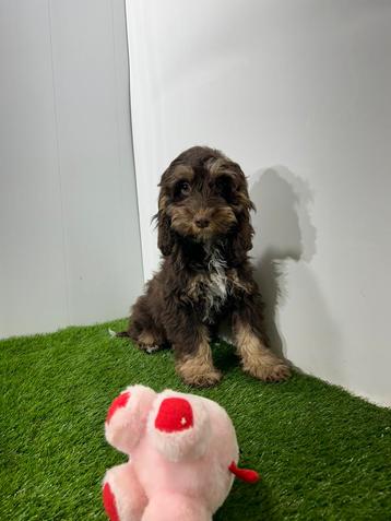 Chiots Cockapoo