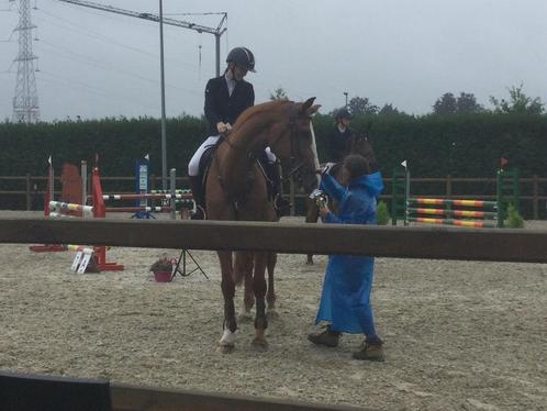 Ruiter zoekt paard(en), Dieren en Toebehoren, Paarden