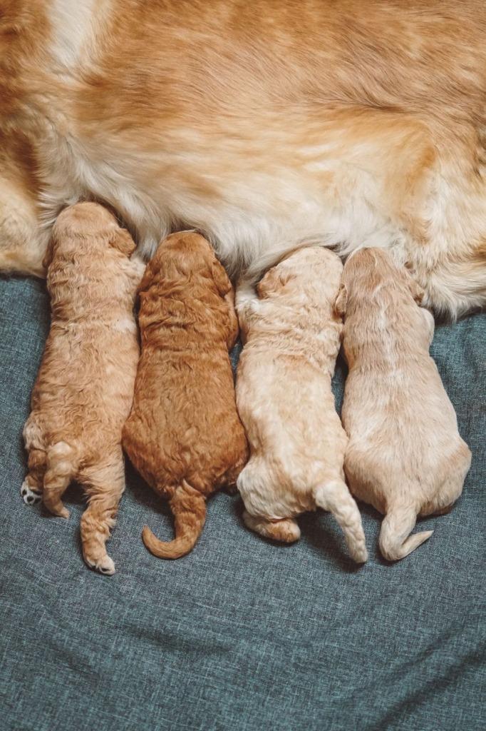 Uw vriend voor het leven wordt bij ons geboren Puppykennel Limburg