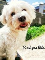 Pension canine - dogsitting - petsitting - garde chien, Animaux & Accessoires, Accessoires pour chiens, Enlèvement ou Envoi