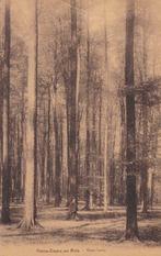 Prentkaart Notre-Dame au Bois - Sous bois, Nature, Enlèvement ou Envoi