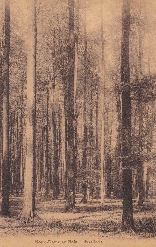 Prentkaart Notre-Dame au Bois - Sous bois, Verzamelen, Postkaarten | Themakaarten, Natuur, Ophalen of Verzenden