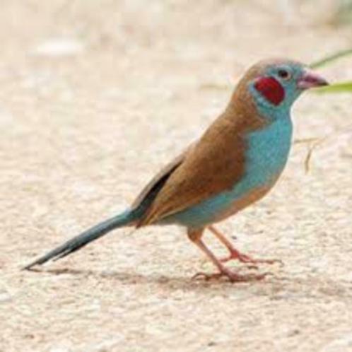 ROUGE CHEEK BLEU FAZANT HOMME, Animaux & Accessoires, Oiseaux | Oiseaux Autre, Oiseau tropical, Mâle, Domestique, Bagué