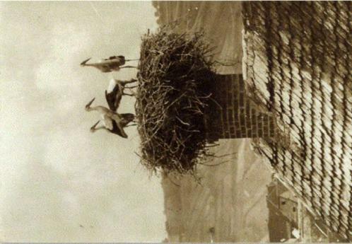 CP Les Cigognes, Collections, Cartes postales | Animaux, Affranchie, Avant 1920, Animal sauvage, Enlèvement ou Envoi