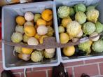 Pikhouweel, Doe-het-zelf en Bouw, Ophalen of Verzenden, Gebruikt