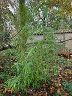 Grote Bamboe  Phyllostachys aureosulcata Spectabilis, Plein soleil, Enlèvement, Autres espèces, Ne fleurit pas